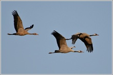 Grauer Kranich (Grus grus)