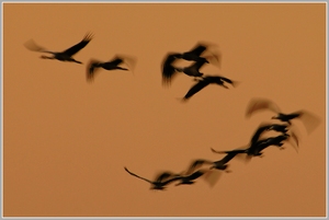 Grauer Kranich (Grus grus)