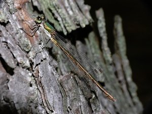 ND: Kleine Binsenjungfer