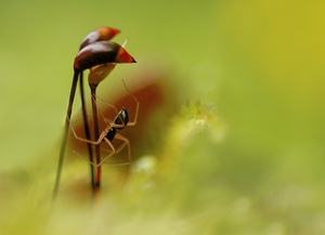 Spinne auf dem Moss