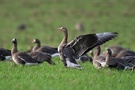 Blässgänse ( Anser albifrons )