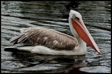 Pelikan