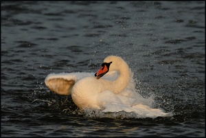 Höckerschwan (Cygnus olor)