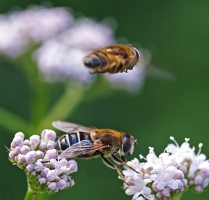 Fliegen fliegen - oder laufen ... ND