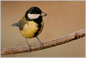 Kohlmeise (Parus major)