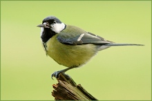 KD Kohlmeise (Parus major)