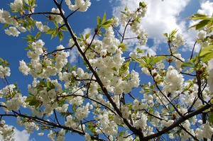 Kirschhimmel