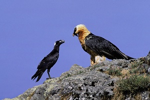 Bartgeier und Erzrabe (Thick-billed Raven)