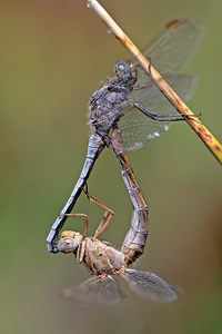 Kleiner Blaupfeil