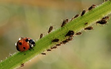 Marienkäfer und Blattläuse