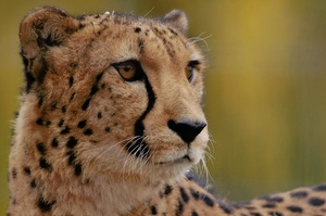 Gepard (ZO)