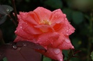 Regenrose