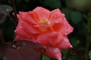 Regenrose