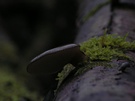 ND Pilz