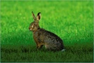 Feldhase (Lepus europaeus) ND