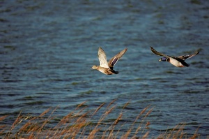 Stockenten auf Texel (ND)