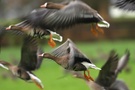 Blässgänse ( Anser albifrons )