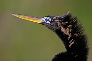 Schlangenhalsvogel