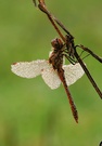 Gemeine Heidelibelle (Sympetrum vulgatum).