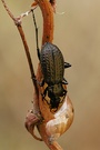 Predator (Carabidae)