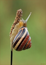 Schnirkelschnecke