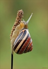 Schnirkelschnecke