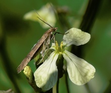 ND: Zünsler