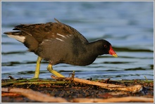 Teichhuhn (Gallinula chloropus)