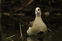 Nilgans (Alopochen aegyptiacus) ND