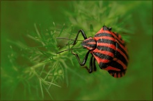 ROT-SCHWARZ in GRÜN