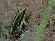 Minifrosch