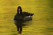 Teichhuhn (Gallinula chloropus) ND / EBV