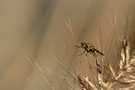 fliege in herbststimmung ND