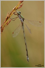 Gemeine Binsenjungfer (Lestes sponsa)