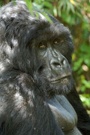 Berggorilla - Gorilla gorilla beringei ND