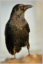 Rabenkrähe (Corvus corone)