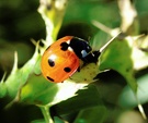 Coccinella septempunctata  ND