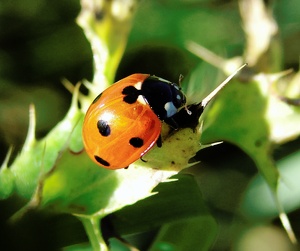 Coccinella septempunctata  ND