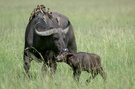 Kaffernbüffel-Kuh mit Kalb ND