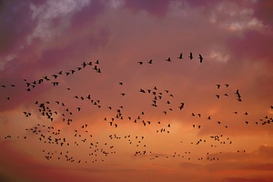 233 Gänse am Dezemberabendhimmel ND
