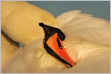 Höckerschwan (Cygnus olor)