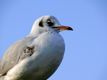 Lachmöwe ND