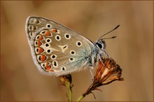 ND Hauhechelbläuling ( Polyommatus icarus )