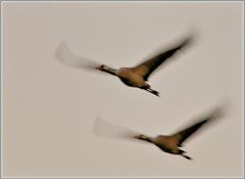 Grauer Kranich (Grus grus)