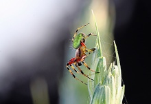 Spinne am Abend [ND]