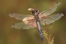 Herbstlich, Blaupfeil-Libelle