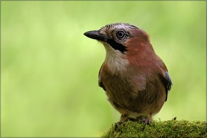 Eichelhäher (Garrulus glandarius)