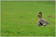 Blässgans (Anser albifrons)