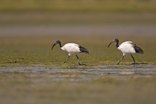 Heiliger Ibis [ND]