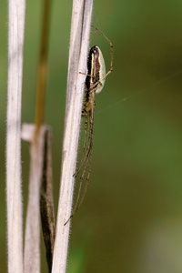 Streckerspinne ND